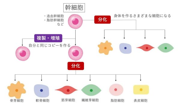 幹細胞培養上清液療法丨5つの効果や副作用、症例を紹介