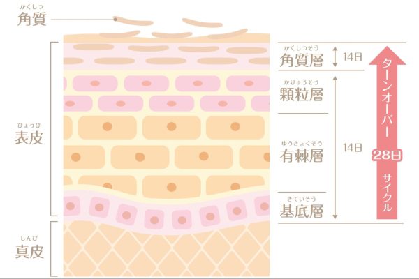 肌の構造
