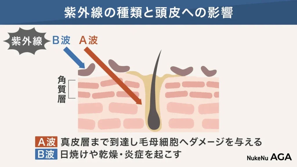 紫外線A波・B波の種類と頭皮への影響