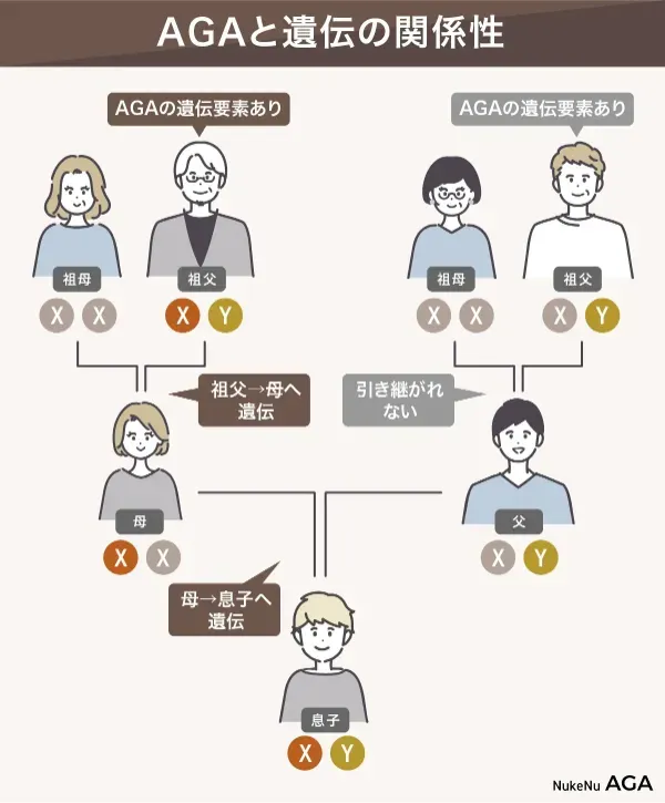 AGAと遺伝の関係